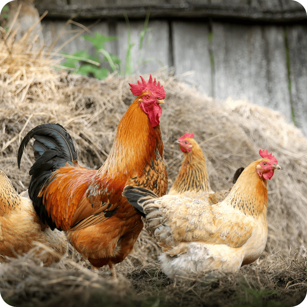 Boerenleven kip en ei