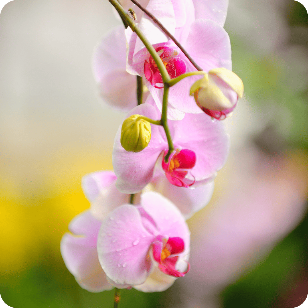 Orchideeën in Luttelgeest